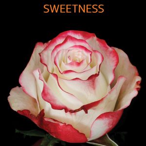 sweetness-roses