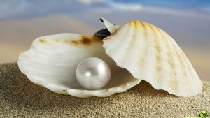 white-pearl-in-oyster