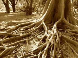 tree-roots1